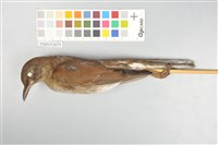 藏品(白腹鶇)的圖片